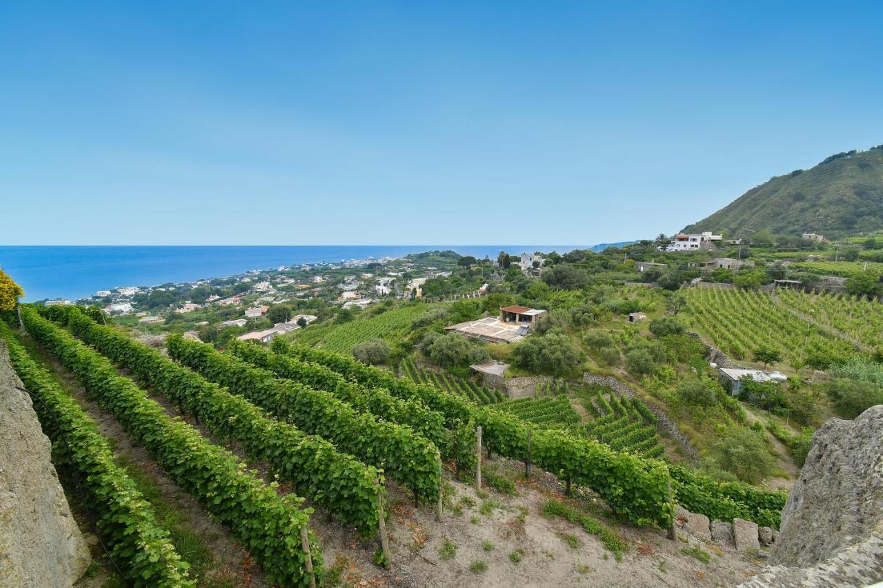 Tenuta C'Est La Vie Forio di Ischia Dış mekan fotoğraf